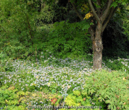 Aster ageratoides Hermannshof