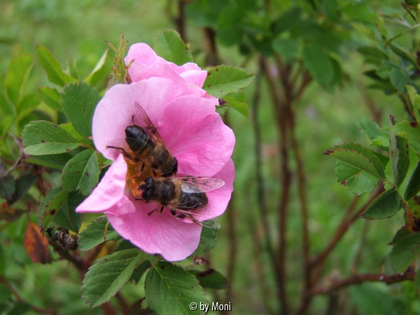 Wildrose