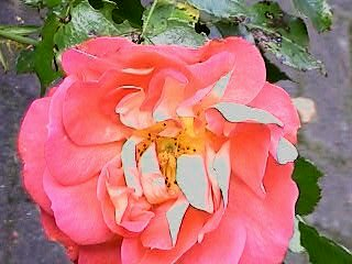 Gebrüder Grimm Septemberblüte