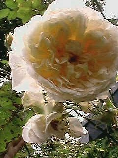 Jayne Austin Herbstblüte