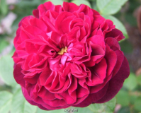 William Shakespear