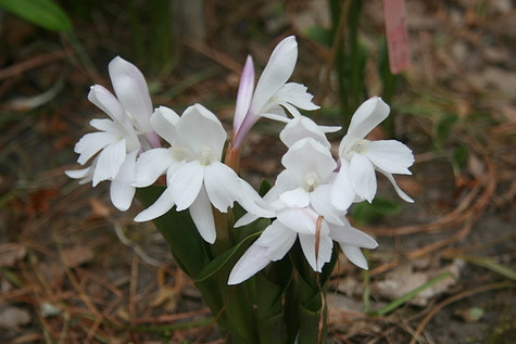 Roscoea humeana 'Snowy Owl'