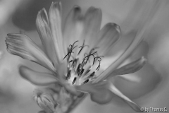 Wegwartenblüte s/w gefiltert
