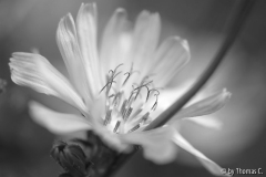 Wegwartenblüte s/w