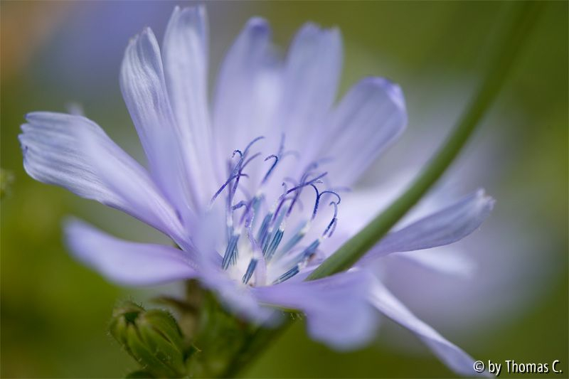 Wegwartenblüte Ausschnitt