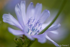 Wegwartenblüte Ausschnitt