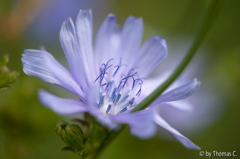 Wegwartenblüte