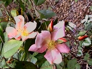 Mutabilis im Herbst