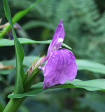 Roscoea auriculata