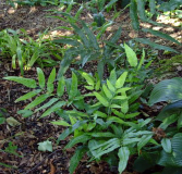 Coniogramme emeiensis