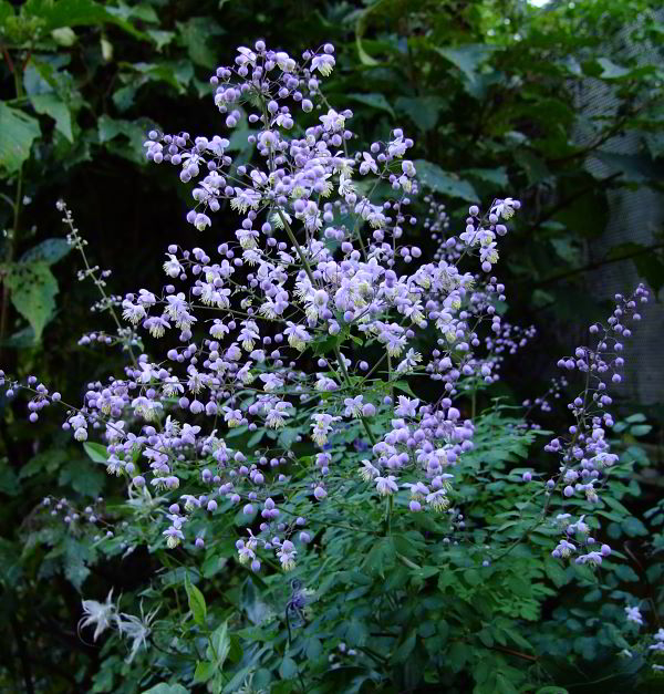 Thalictrum delavayi