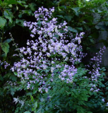 Thalictrum delavayi