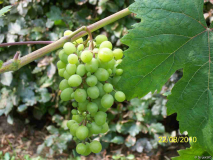 F. Alba 20.08.10