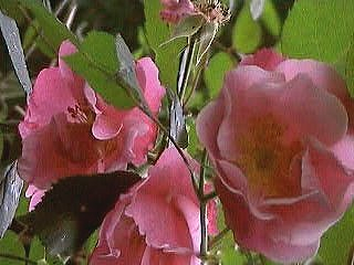 Rosa moschata Vanity im Herbst