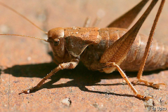 MacroIMG_6574jpg.jpg