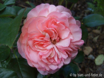 Mariatheresia 1