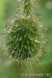 nasserMohn40.JPG