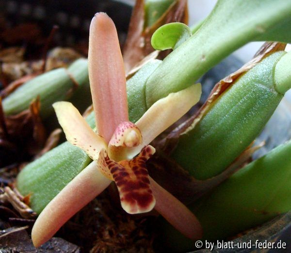 Maxillaria rufescens
