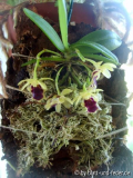 Haraella odorata August