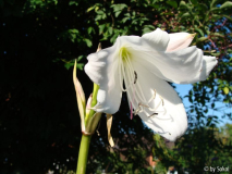 Crinum.JPG