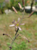 Urginea undulata (1).JPG