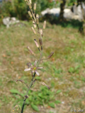 Urginea undulata.JPG