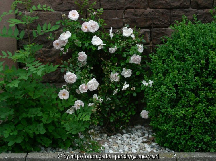 Schönau Rose vor Hauswand mit Buchs in Kies