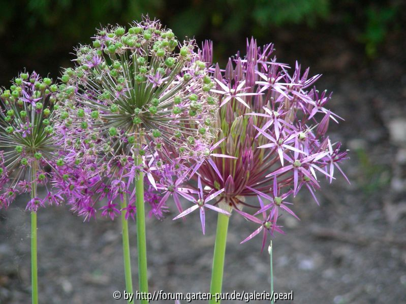 Park Härle Allium christophii