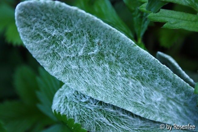 Sideritis syriaca