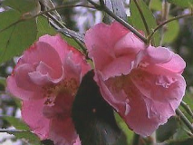 Vanity , Nachblüte