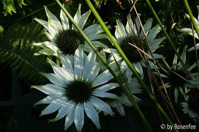 Echinacea alba