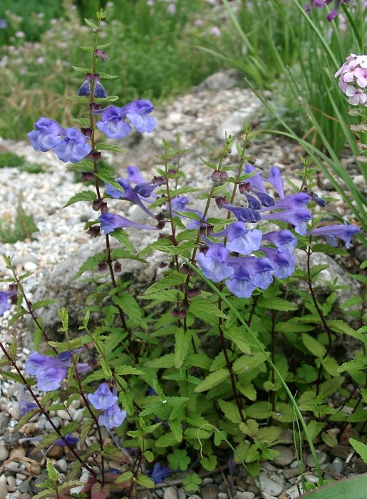 Scutellaria scordifolia