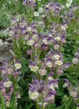 Scutellaria alpina (Hybride?)