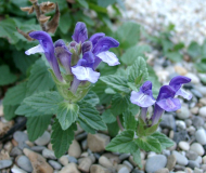 Scutellaria alpina