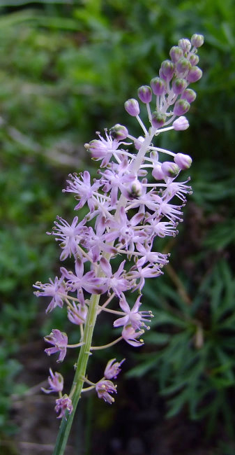 Scilla scilloides
