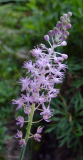 Scilla scilloides