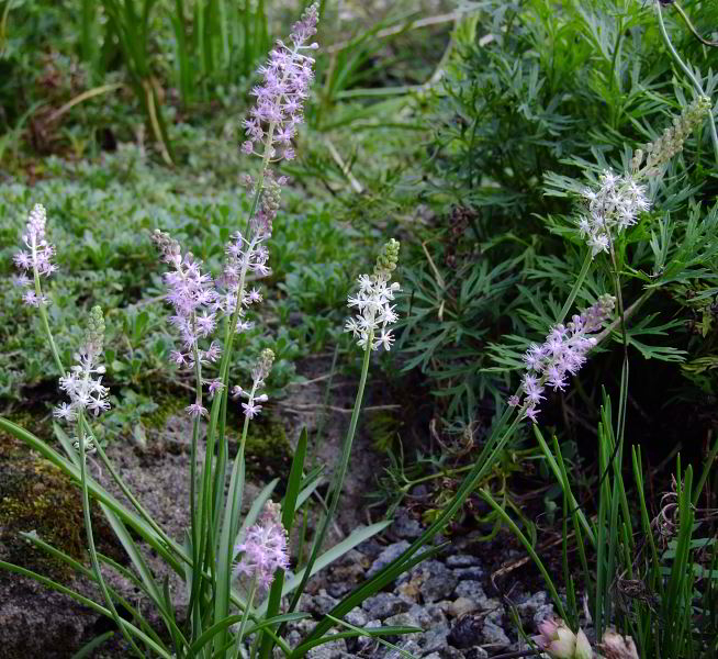 Scilla scilloides