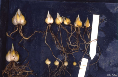 Lilium candidum.jpg
