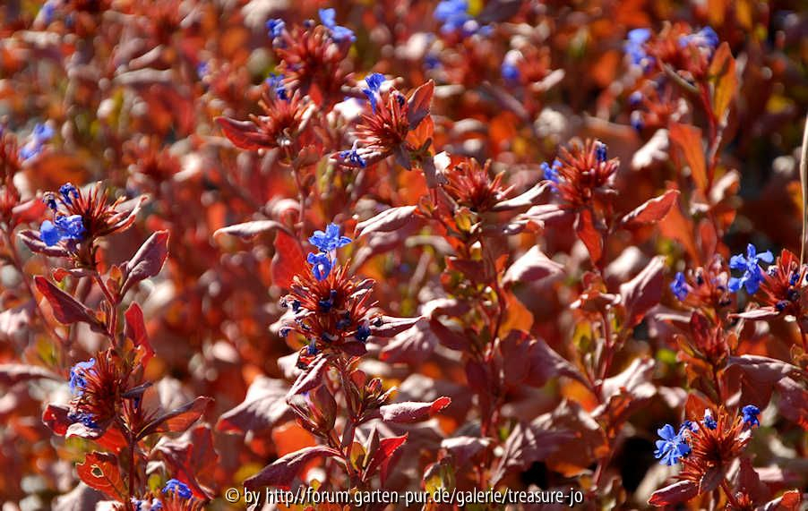 ceratostigma plumbaginoides Herbstfärbung