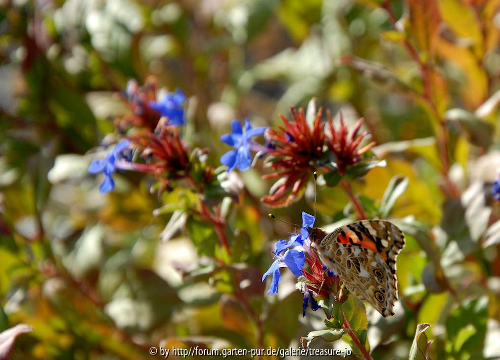 Ceratostigma mit Falter