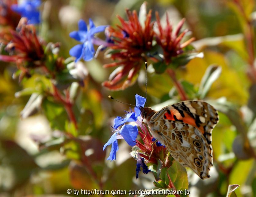 Ceratostigma plumb. mit Falter