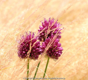 Allium sphaerocephalum
