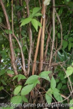 Strauch-Rinde