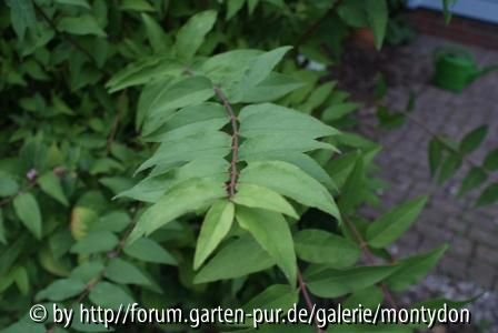 Strauch-Blatt