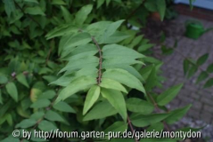 Strauch-Blatt