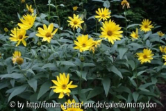 Staude.2
