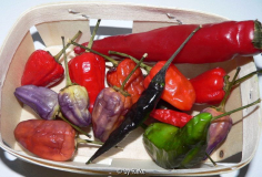 Chilikollektion
