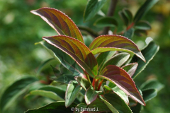 Viburnum erubescens - Rotwerdender Schneeball