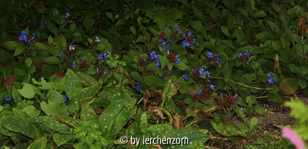 Ceratostigma plumbaginoides
