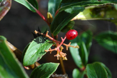 Viburnum erubescens - Rotwerdender Schneeball